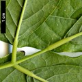 SpeciesSub: var. macrostachya